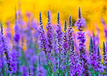 低配电脑、MAC、商务本配置不够怎样玩《永劫无间》？